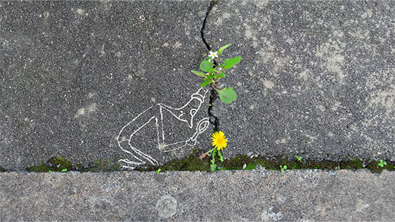nom_d_une_plante nom_d_une_plante